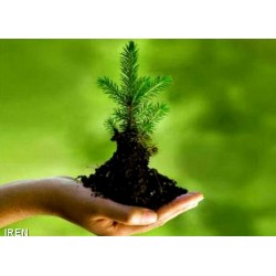 ایده تولد هر نوزاد، غرس یک درخت